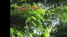 สื่อธรรมะพ่อครู(อาริยบุคคล) ตอน โพธิสัตว์นั้นสูงกว่าอรหันต์.mp4