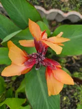 ส้มอุบล Ubon Orange 10.jpg