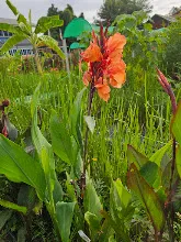 ส้มเบิกบาน Orange bloom 3.jpg