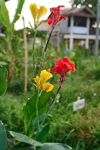 680424 ดอกพุทธรักษาในสวนครอบครัวน่ารัก 307.jpeg