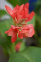 ชมพูภุมรัตน์ Coral pink 12.JPG