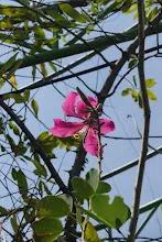 680202 สสธ.ม.3 ฝึกหัดเพาะชำต้นไม้แบบควบแน่น ไปสวนไวพลัง 229.JPG
