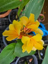 เหลืองอุบล Ubon Yellow 19.jpg