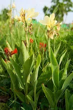 เหลืองธรรมดา Tropical yellow 2.jpg