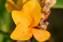 680424 ดอกพุทธรักษาในสวนครอบครัวน่ารัก 95.jpg