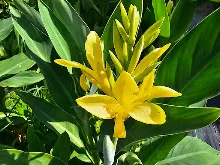 เหลืองธรรมดา Tropical yellow 23.jpg