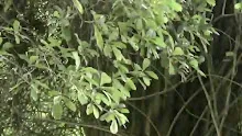 สื่อธรรมะพ่อครู(โพธิปักขิยธรรม 37) ตอน อ่านใจตนได้ด้วยสติปัฏฐาน.mp4