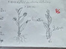 680221 สมุนพระรามหัดสังเกต 9 อาการผิดปกติของพืช 21.jpg