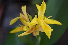 เหลืองธรรมดา Tropical yellow 13.JPG