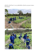 680226 เก็บหัวไชเท้า ร่วมงานที่สาลีอโศก เนื่องในงานมรณะภาพของสมณะลือคม