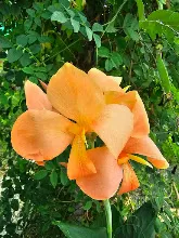ไม่ท้อ Peach pastel 12.jpg
