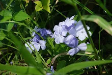 ZV_08283.JPG