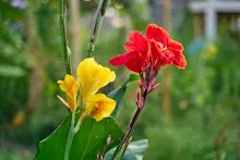 680424 ดอกพุทธรักษาในสวนครอบครัวน่ารัก 306.jpeg