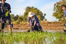 680111 กิจกรรมดำนาวันเด็กแห่งชาติ ของนร.สสธ.และสมุนพระราม 34.jpg