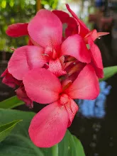 สวนน่ารักเล็ก Small Crimson Beauty 14.jpg