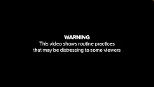 การฆ่าไก่จำนวนมากภายในเวลาสั้นๆ How slaughterhouses kill thousands of chickens an hour มีซับ.mp4