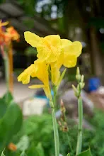 เหลืองราชันย์ Yellow King Humbert 4.jpg