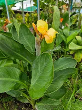 เหลืองอุบล Ubon Yellow 10.jpg