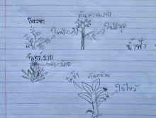 680221 สมุนพระรามหัดสังเกต 9 อาการผิดปกติของพืช 14.jpg