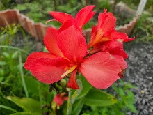 คลีโอพัตรา แดงชมพู Cleopatra red pink 16.jpg