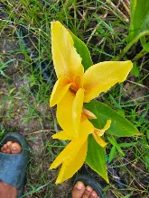 นกเหลือง Yellow bird 6.jpg