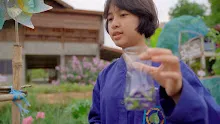 680308 สมุนพระราม ทดสอบ pH ของดินด้วยน้ำสะกัดดอกอัญชัน 12.jpg