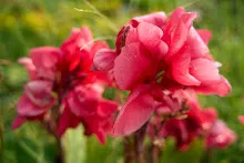 สวนน่ารักใหญ่ Large Crimson Beauty 16.jpg
