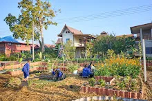 680608 สมุนพระรามเก็บเมล็ดพันธุ์ดอกไม้กินได้ที่สวน ไปขนดินปลูก 95.jpg