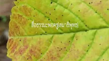 สื่อธรรมะพ่อครู(สมาธิพุทธ) ตอน บุญคือธาตุไฟกับธาตุลมที่ฆ่ากิเลสอย่างเดียว.mp4