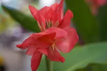 680424 ดอกพุทธรักษาในสวนครอบครัวน่ารัก 356.JPG