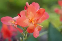 คลีโอพัตรา ส้ม Cleopatra orange 5.JPG