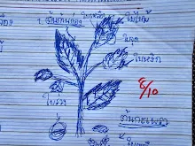 680221 สมุนพระรามหัดสังเกต 9 อาการผิดปกติของพืช 42.jpg