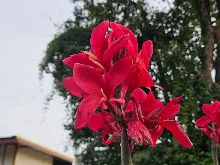 แดงดั้งเดิม Tropical red 10.jpg