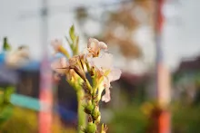 680201 สมุนพระรามปรับปรุงสวนครอบครัวน่ารักเช้า 16.jpg