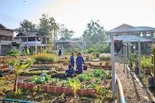 680608 สมุนพระรามเก็บเมล็ดพันธุ์ดอกไม้กินได้ที่สวน ไปขนดินปลูก 98.jpg