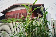 671016 เยี่ยมบ้านชนะชัย ที่บุรีรัมย์ บิณฯเช้า เยือนประสาทหินเขาพนมรุ้ง45.jpg