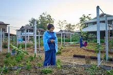 680608 สมุนพระรามเก็บเมล็ดพันธุ์ดอกไม้กินได้ที่สวน ไปขนดินปลูก 15.jpg