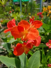 ส้มพันช์ Orange punch 17.jpg