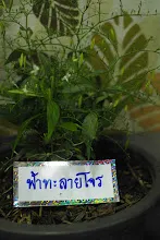 680322 ตลาดนัดวิชาการ สส.ธ. 238.jpeg