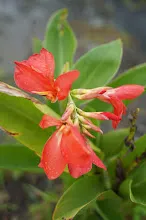 คลีโอพัตรา แดงชมพู Cleopatra red pink 4.JPG
