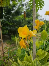 เสือเบงกอล เหลือง Yellow Bengal Tiger 1.jpg