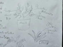 680221 สมุนพระรามหัดสังเกต 9 อาการผิดปกติของพืช 7.jpg