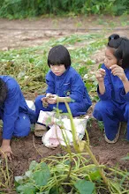 680616 สมุนพระรามไปขุดมันเทศริมมูลและเก็บเมล็ดถั่วลิสงเรี่ยดิน วันบวรกับชาวชุมชนกลุ่มสีส้ม 44.JPG