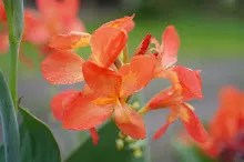 คลีโอพัตรา ส้ม Cleopatra orange 7.JPG