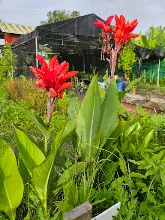 วิหคชาด Red bird 9.jpg