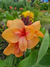 ส้มอุบล Ubon Orange 8.jpg