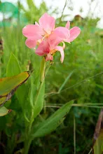 680424 ดอกพุทธรักษาในสวนครอบครัวน่ารัก 195.jpg